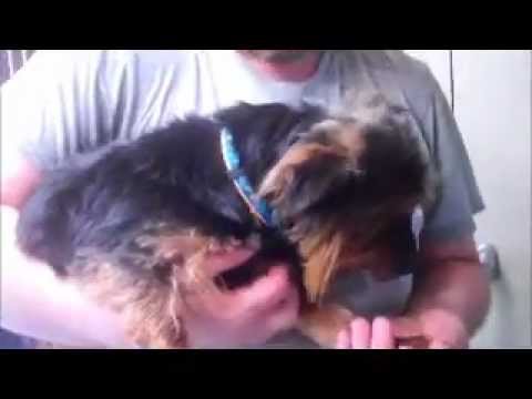nate-the-yorkie-and-zuko-the-bichon-x-poodle-up-for-adoption!