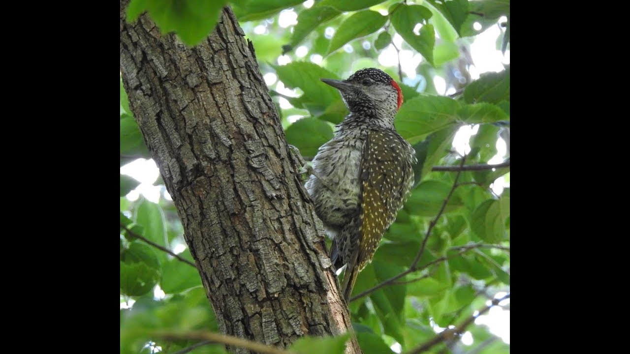 Goldentailed Woodpecker - Filmed by Greg Morgan 