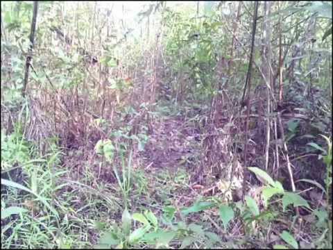 Mikat Puyuh Hutan A1 By Hartoni Toni