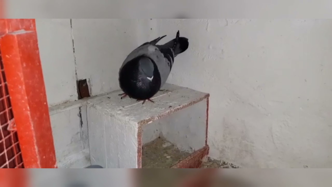 Palomos manchego-valencianos.