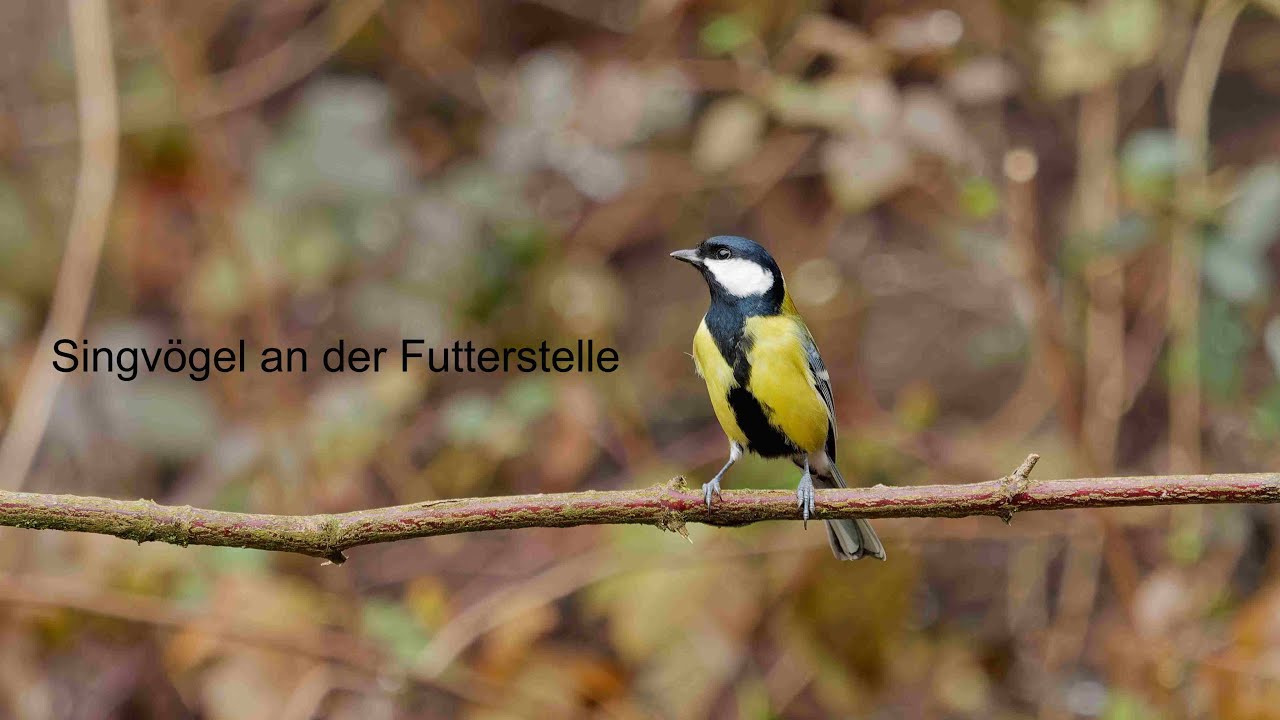 Singvögel an der Futterstelle