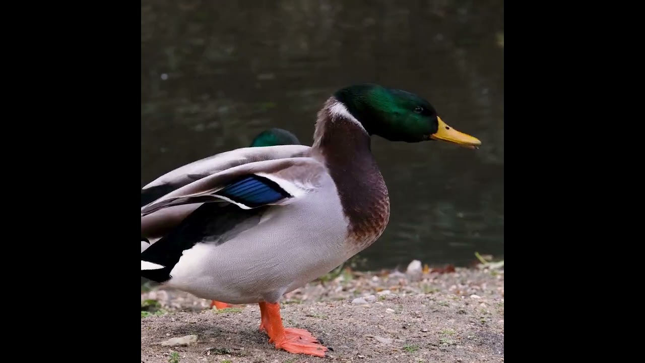 Watch ENTEN - Bliggedi Blowm & John Sarastro on YouTube Watch ENTEN - Bliggedi Blowm & John Sarastro on YouTube