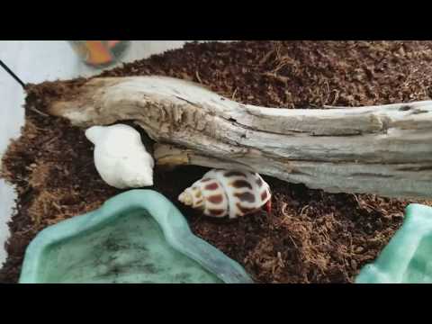 Amazing!!! Hermit Crabs Shell Exchange