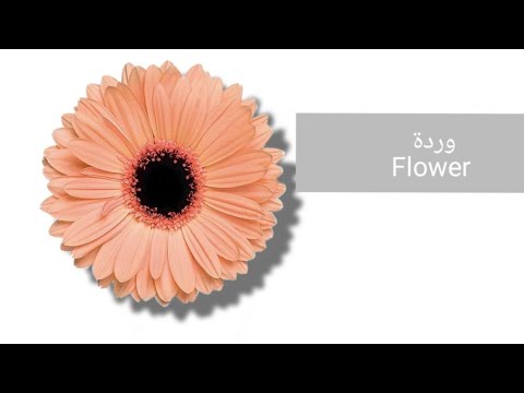 نطق كلمة ورده باللغة الإنجليزية 