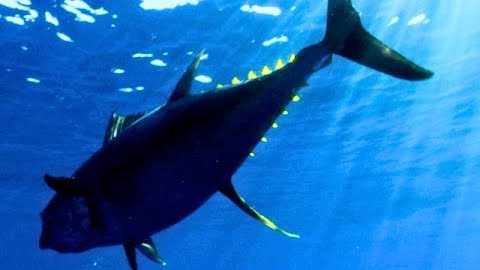 Never Too Late for Tuna: Mag Bay Part 5