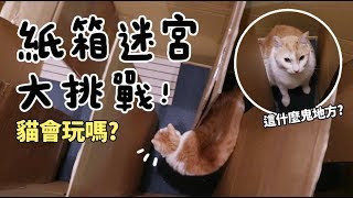 【黃阿瑪的後宮生活】紙箱迷宮大挑戰!貓會玩嗎?