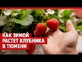Шмель Костян и 1500 ягодных кустов: как нефтяник зимой выращивает клубнику в Тюмени