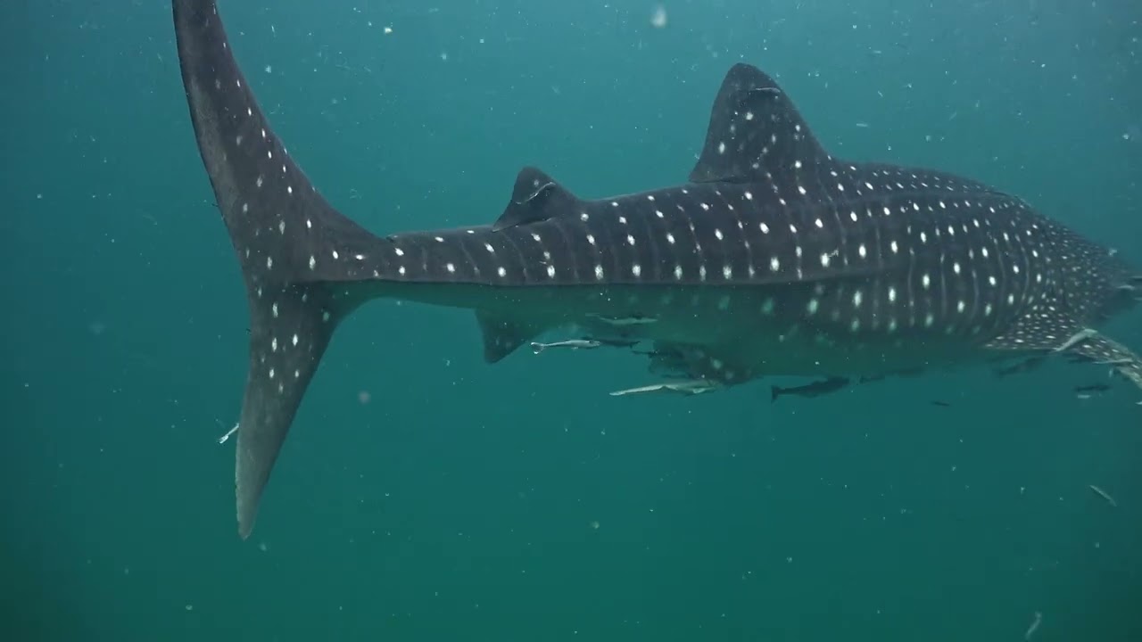 Whale Shark at Sail Rock Gulf of Thailand : Episode 23 December 2025