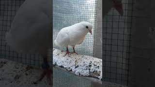 Sivas Kumrusu Kemancı Yunus Iletişim 05424016261