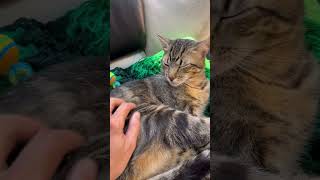DATOS DE LOS GATOS QUE NO CONOCÍAS Y TE AYUDARÁN A CONOCERLOS #cosasdegatos #cat #catlover