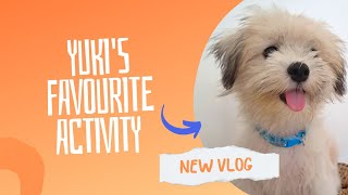 Yukis favourite activity vlog.?? puppy viral doglover