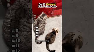 Part 140 funny cat videos 😂😂 #funny #cat #funniestvideo #animals
