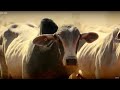 Top Gear Vs 4,000 Cows | Top Gear