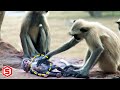 Ketika Robot Monyet Tiruan Mati, Respon Mengejutkan Terjadi pada Kawanan Monyet ini..Memilukan