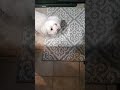 #turner #ramone catches his treat, and #Winnie gets hers for being cute