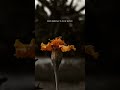 Flower mobile photography collection 🌼#photography #shorts