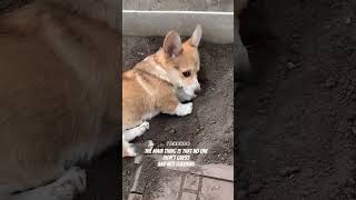 Funny Dog Fails That Made Everyone Laugh 🐶🔥 #dog #cute #прикол #funny #viral #shorts #fyp