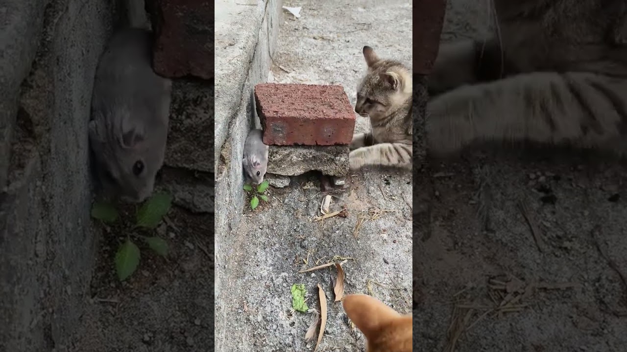 Маленький хомячок прячется в норе и был вытащен из нее котом, чтобы записать повседневную жизнь кот