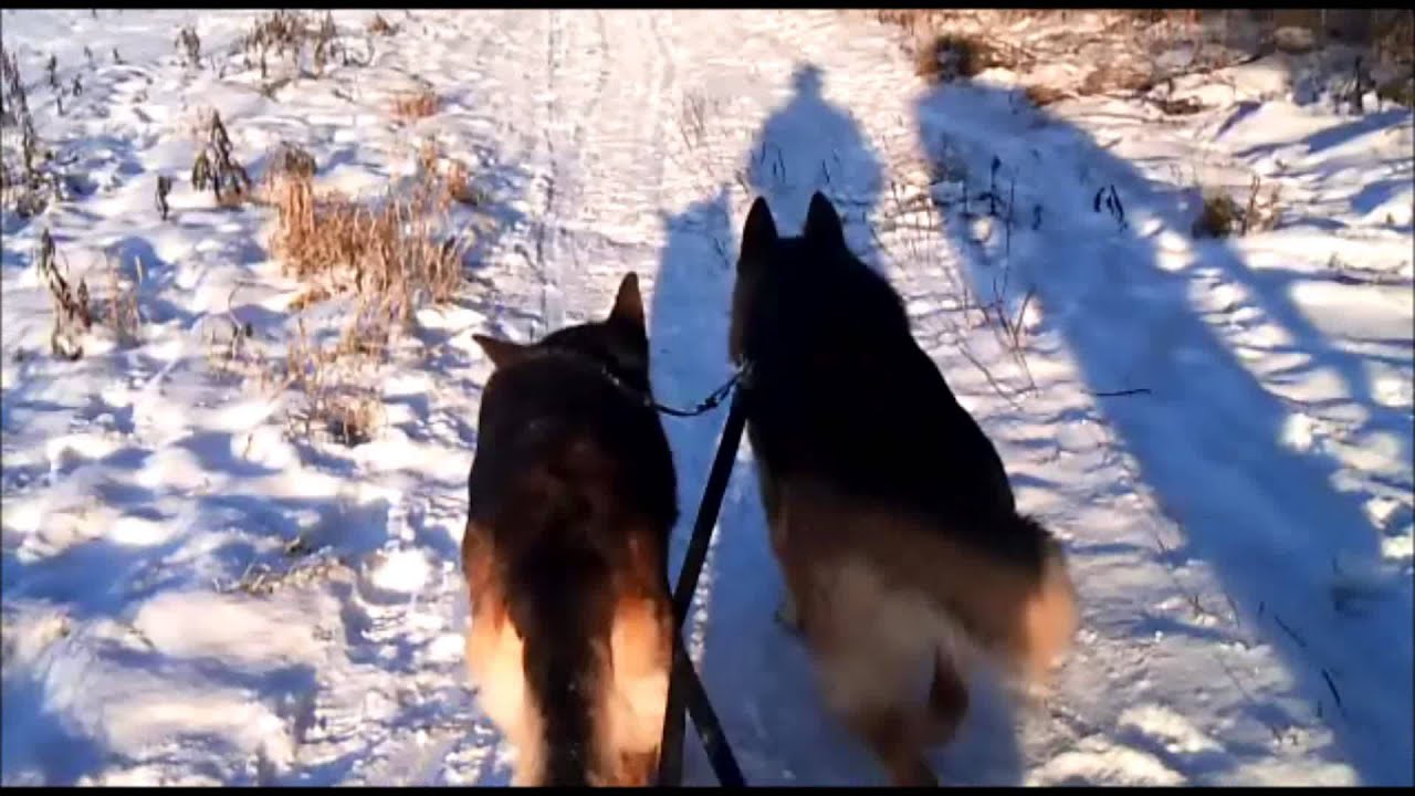 jul 2011 hund slæde HVID JUL HYGGE MED HUNDEN