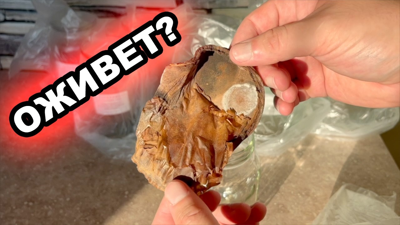 Сушенный чайный гриб, можно ли оживить высушенный гриб