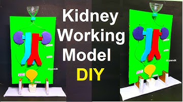 kidney working model science project for science exhibition - diy - biology project | DIY pandit
