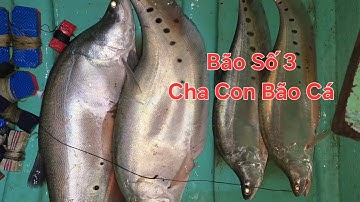 Trúng mánh loài cá hiếm. Thả câu THÁC LÁC CƯỜM | Săn bắt SÓC TRĂNG |