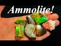 These Things are Incredible! Fossil Hunt, Making Ammonite Cabochons, and Prepping Ammolite!