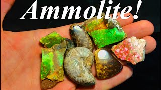 These Things are Incredible! Fossil Hunt, Making Ammonite Cabochons, and Prepping Ammolite!