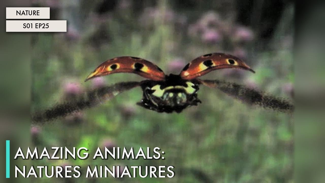 Amazing Animals: Natures Miniatures