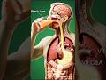 Health Care Tips Use Of Peach Juice #shorts #health #science #healthtips #viral
