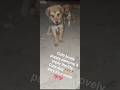 cute lovely puppy🐕💖# smile # new song # shorts feed# love animal # help animal#trending # ytshort