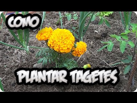 Como Y Porque Plantar Tagetes Combatir Nematodos En El Huerto || La Huertina De Toni