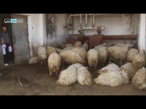 المخبر البيطري يعمل على المتابعة الصحية للأغنام الموجودة ضمن مكتب الحراج