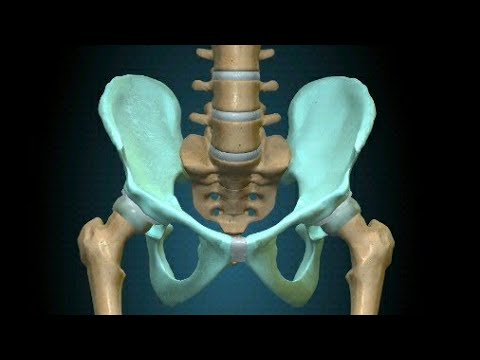 Vidéo: Anatomie D'un Smörgåsbord - Réseau Matador