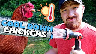 How to keep CHICKENS COOL during the HOT SUMMER weather!