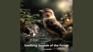 Soothing Sounds of the Forest with Gentle Birdsong, Pt.21