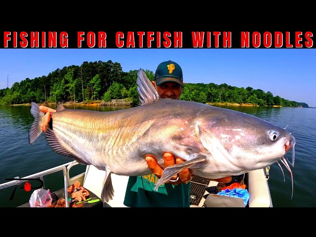 Fishing for Catfish with Noodles 