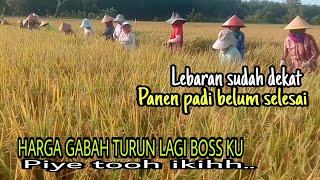 RICE HARVEST AHEAD OF EID UL FITRI GRAIN PRICES ARE DOWN AGAIN