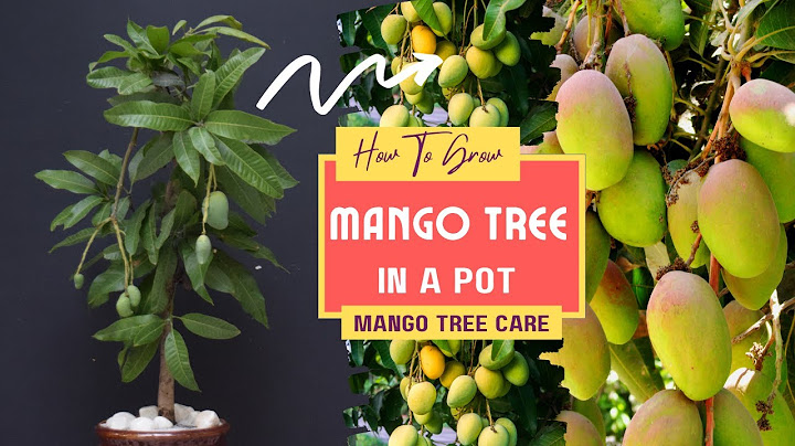 How To Grow Mango Tree In A Pot | Mango Tree Care