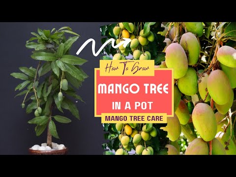 Video: Vai jūs varat audzēt mango kokus podā: mango koku audzēšana konteineros