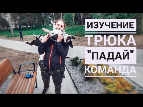 Поэтапный разбор трюка "падай" с бостон терьером/Как я этому научила