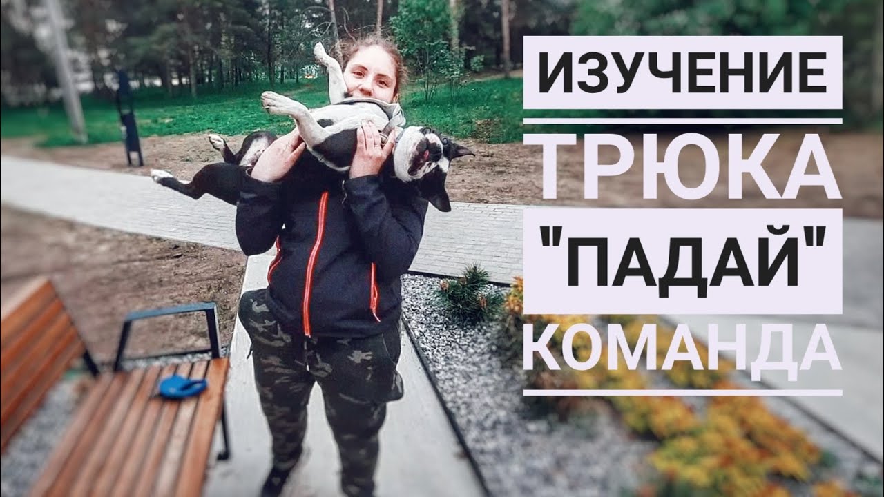 Поэтапный разбор трюка "падай" с бостон терьером/Как я этому научила