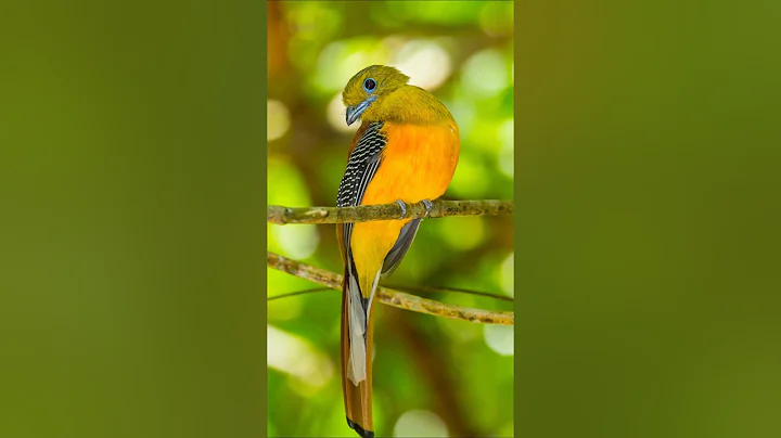 Birds Singing - Relaxing Bird Sounds Heal Stress, Anxiety and Depression, Heal The Mind