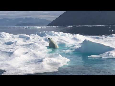 Polar Bear in the Wild - Nunavut