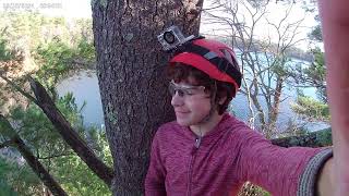 25 ft white pine climb