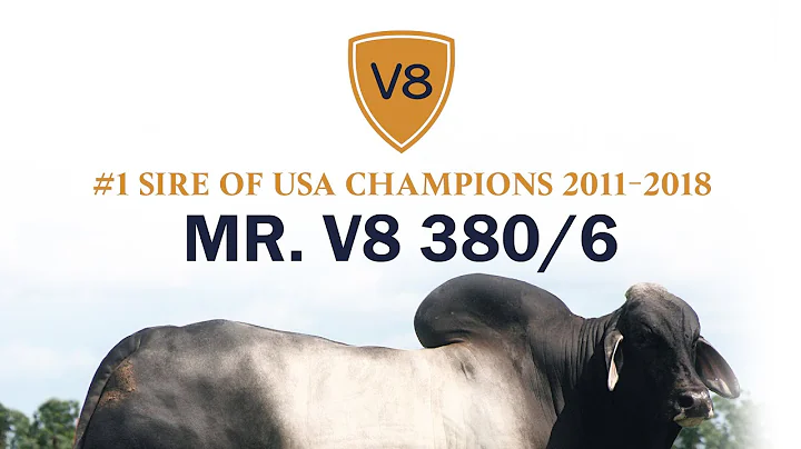 +Mr. V8 380/6 "The Machine" Brahman Bull at V8 Ranch