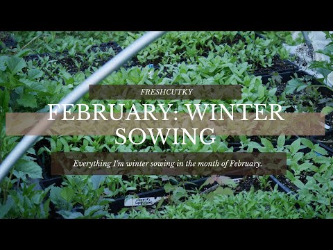 Vídeo: Cultivar plantes de Cerinthe: informació sobre la cura de les plantes de Cerinthe