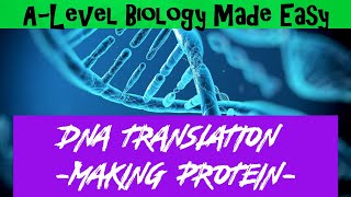 DNA Translation (Making Proteins) in 4 minutes - A Level Biology Made Easy