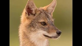 Jackal Çakal Sound