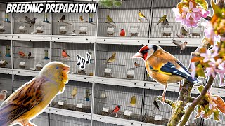 Conditioning Finches & Canaries for Breeding